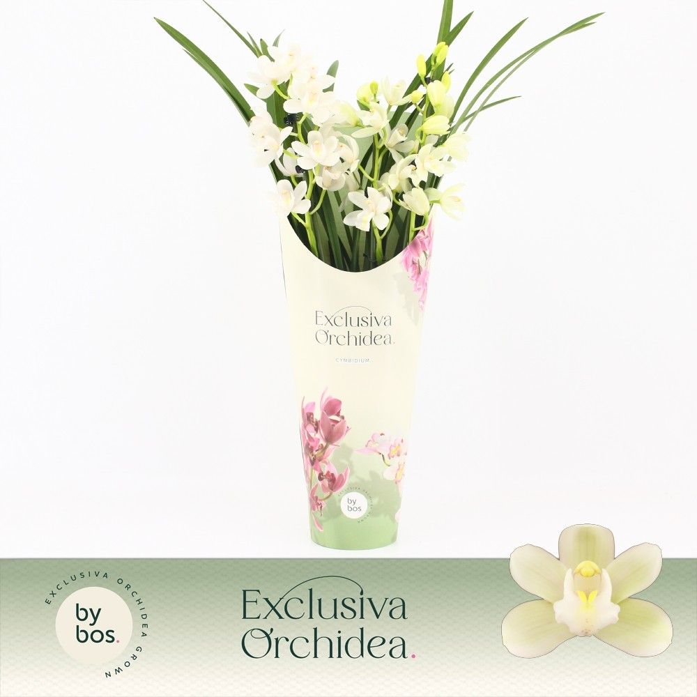 Cymbidium, Ice Dance 3-spike P14 'Exclusiva Orchidea' Potcover, D 14