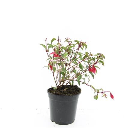 Fuchsia 'Madame Cornelissen', D 14 cm