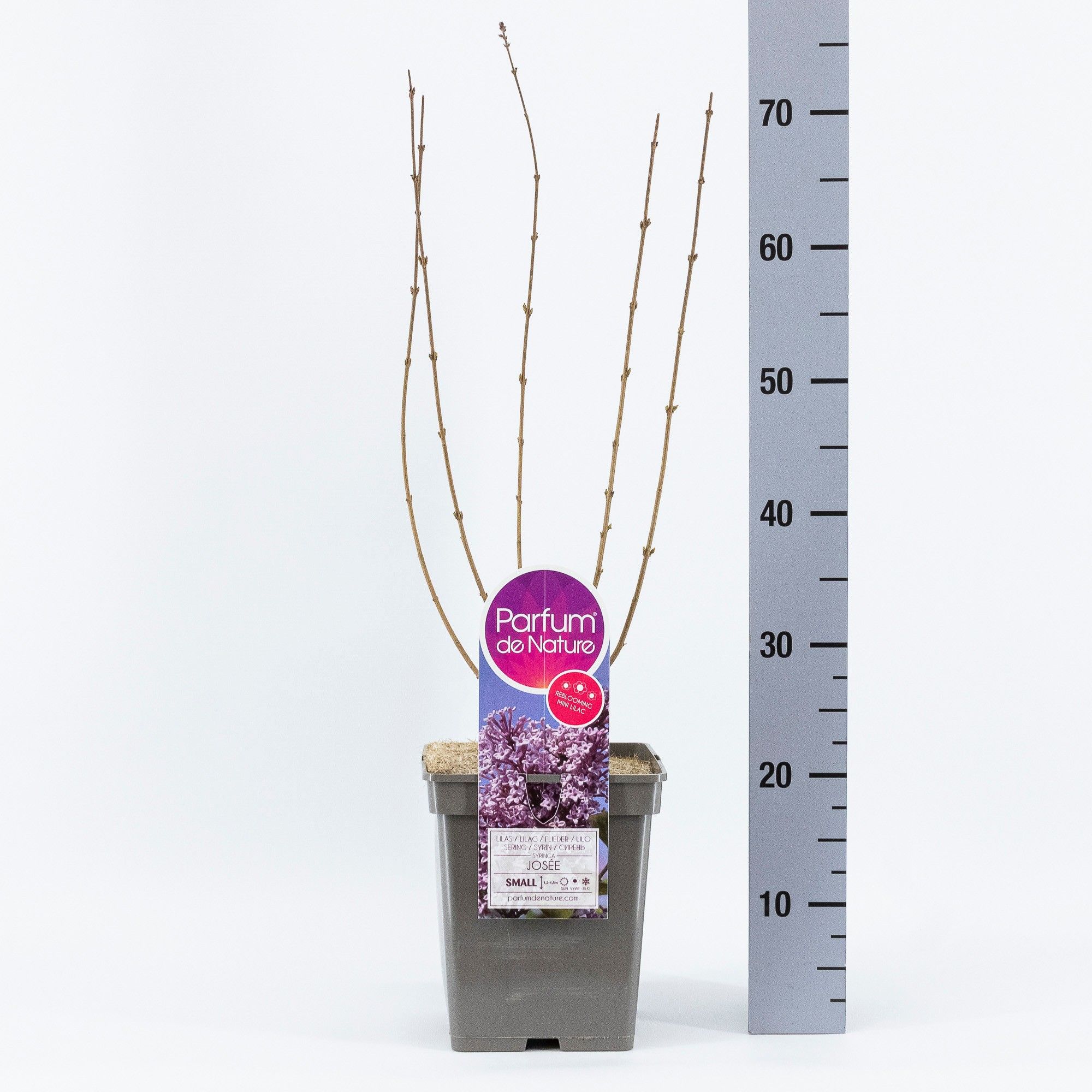Syringa Josée, C5, D 23 cm Syringa Josée, C5, D 23 cm