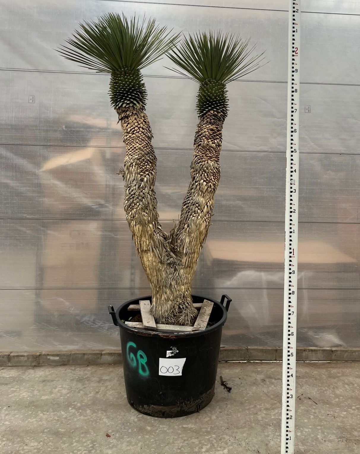 Yucca Rostrata multistam 003 - 220cm, D 70