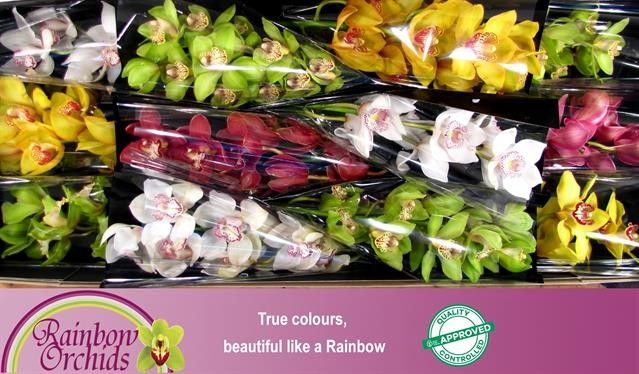 Цимбидиум Микс x12 50, шт.