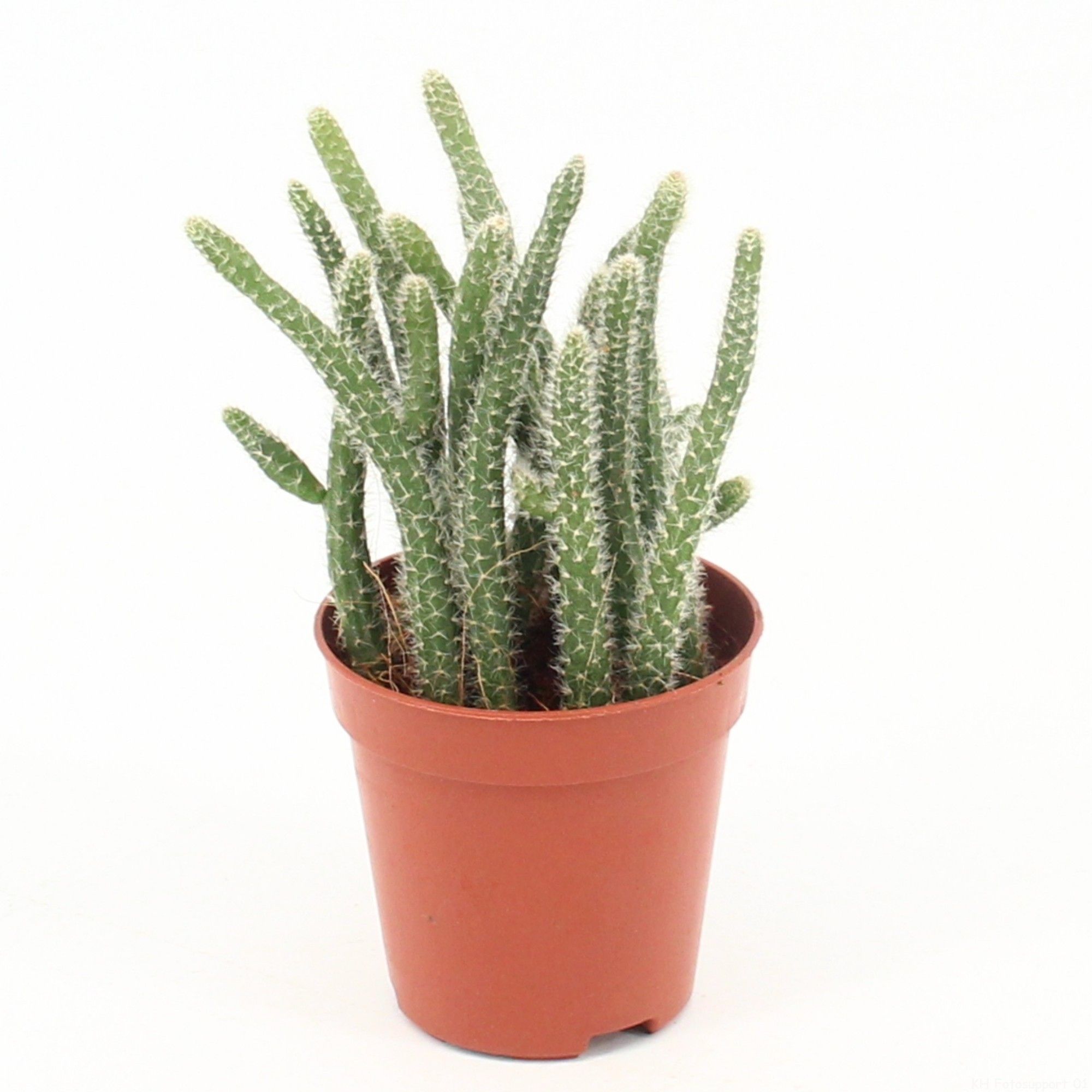 Rhipsalis horrida P5,5 mini, D 5,5