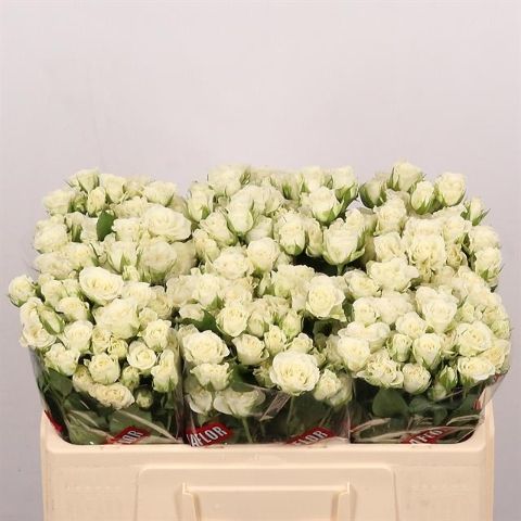 Роза куст. Сноуфлейк 50, шт.