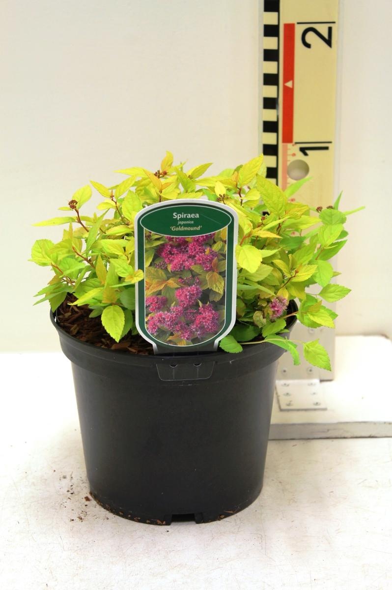 Spiraea jap. 'Goldmound', D 19 cm