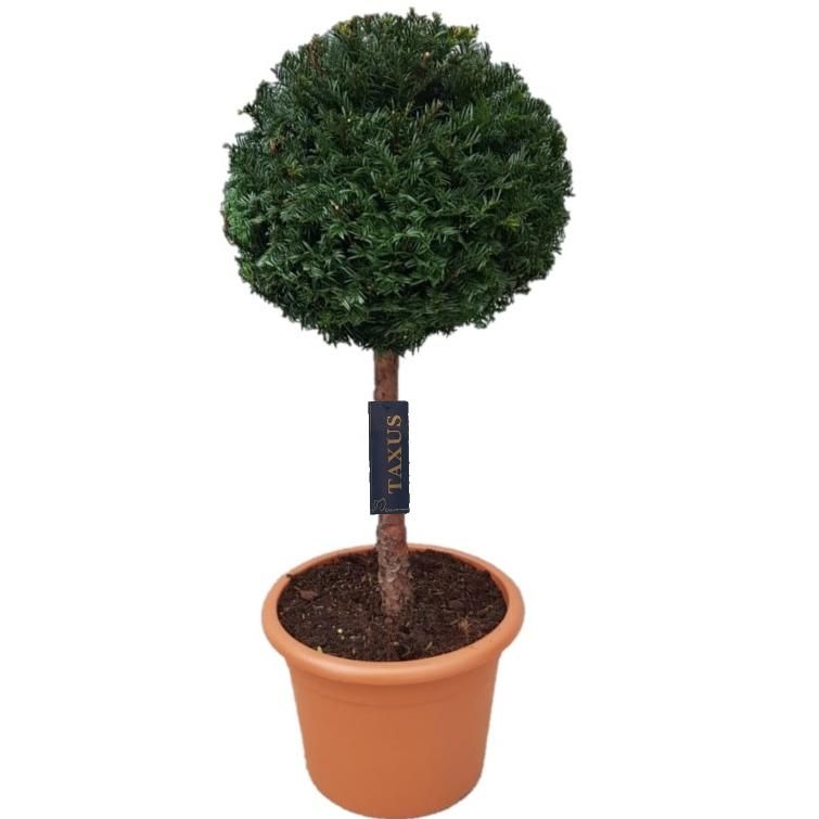 Taxus baccata Bol p28 (th) stam 50 Ø35-+ ©, D 28 cm