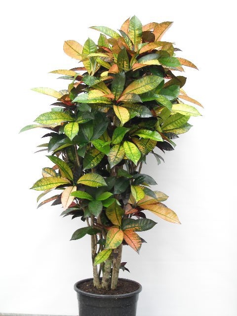 CODIAEUM VARIEGATUM 'MRS.ICETON', D 30 cm