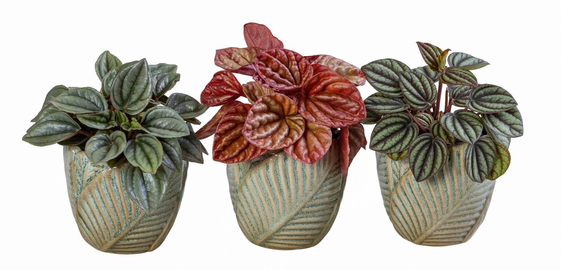 L 66065 With Peperomia Mix 6 cm, D 6