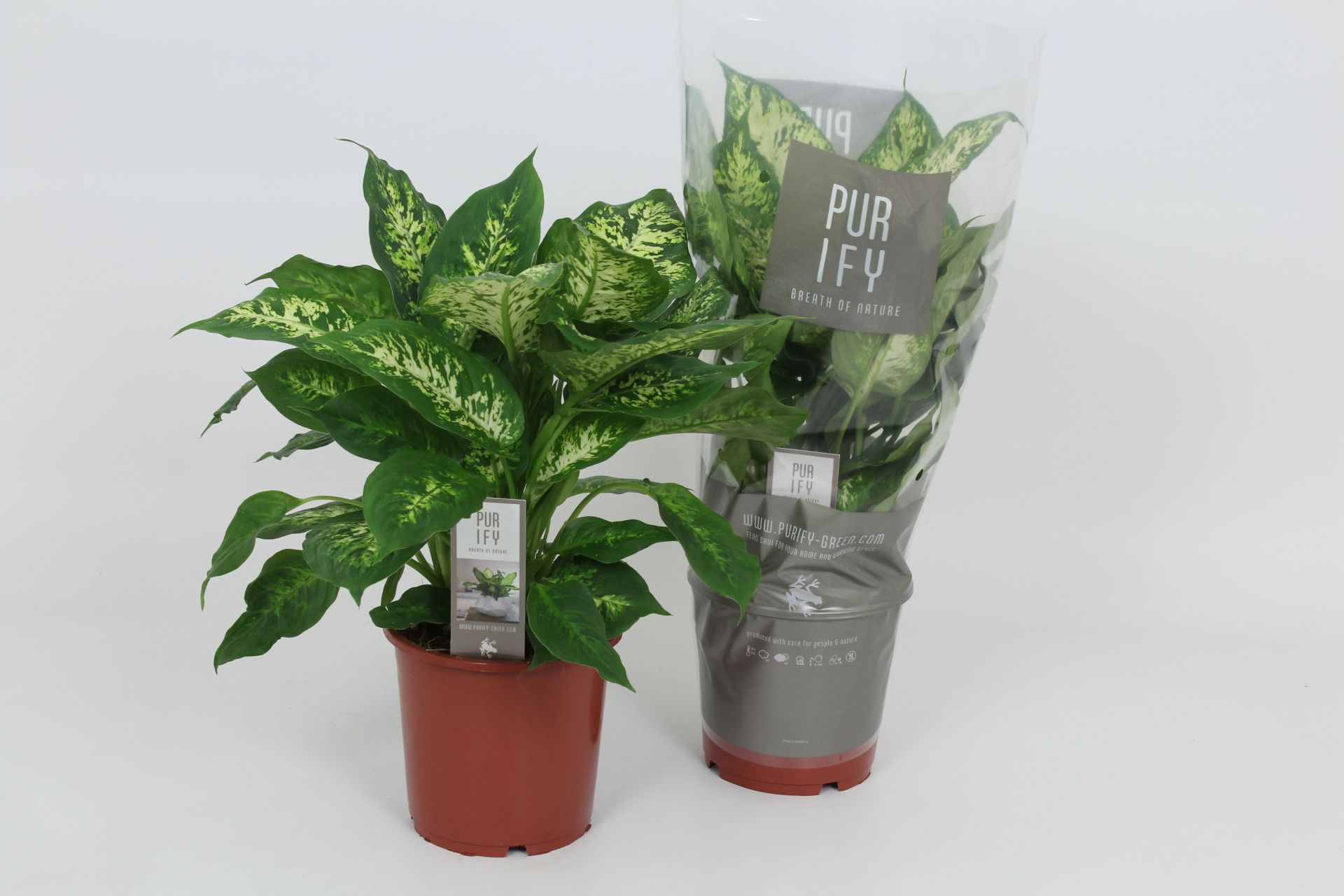 Purify Dieffenbachia Compacta 17 cm, D 17