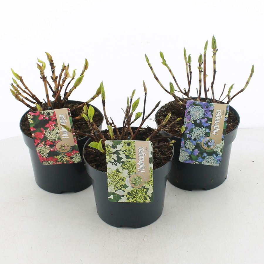 Hydrangea teller MIX C2 (17cm.), D 17