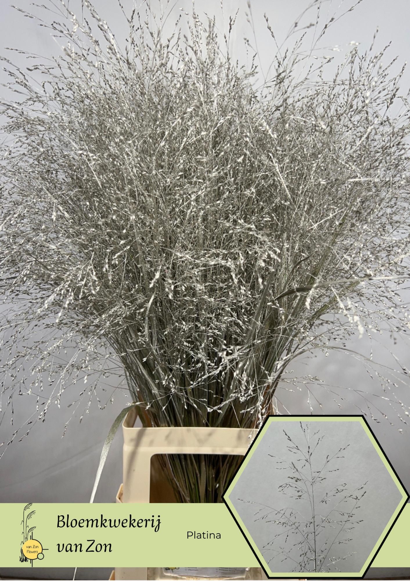 Сирграс Овериг Крашеный (краш. ) 95, шт.