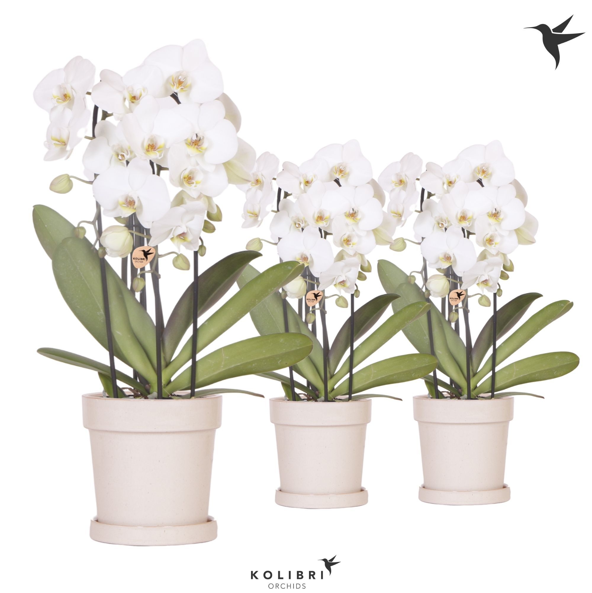 Kolibri Orchids Cascade Niagara Fall white 3 spike in Flower pot sand, D 12