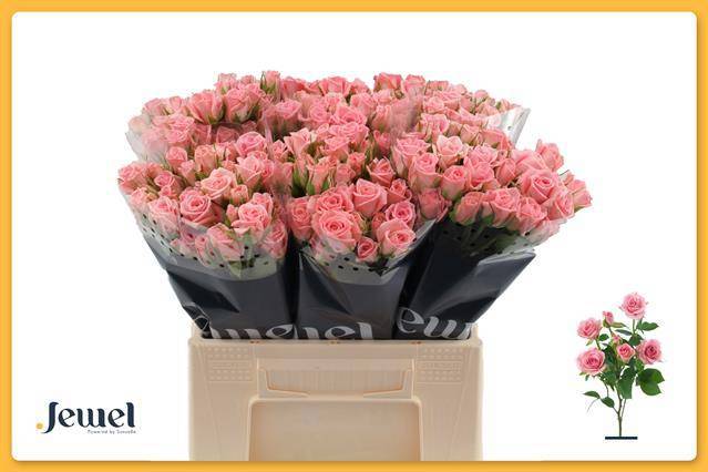 Роза куст. Одилия 40, шт.