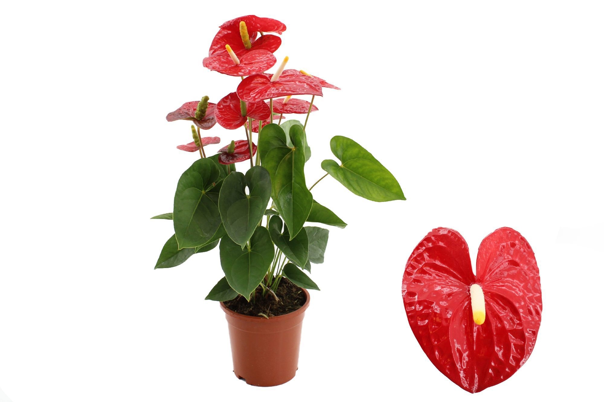 Anthurium 17 cm Jambo Red in transparant sleeve, D 17