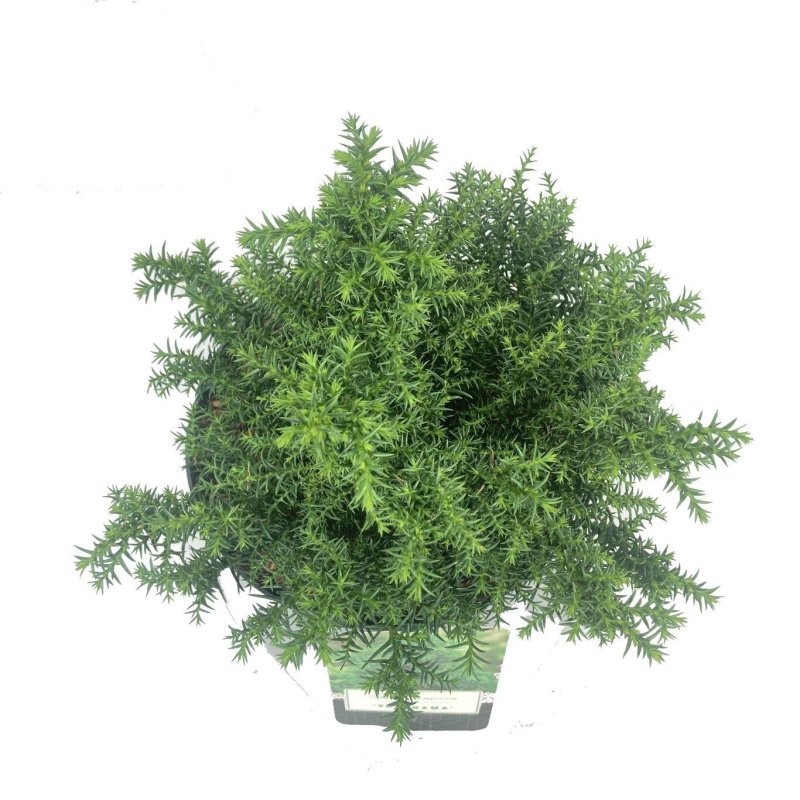 Cryptomeria j. 'Yokohama', D 18