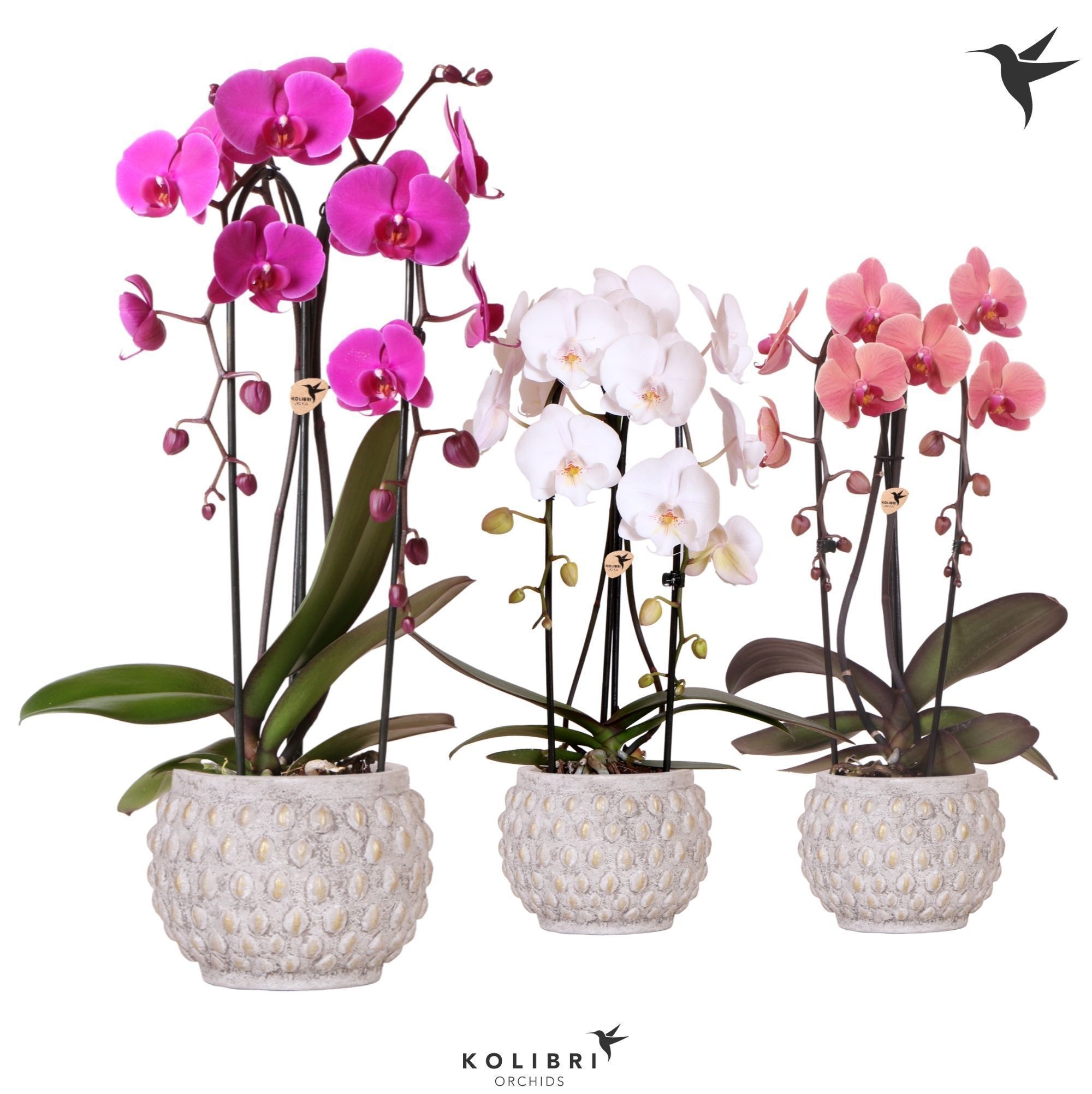 Kolibri Orchids Niagara fall 2spike mix in Marrakesh pot gold-copper, D 12