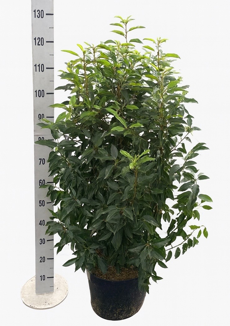 Prunus lus. 'Angustifolia', D 31