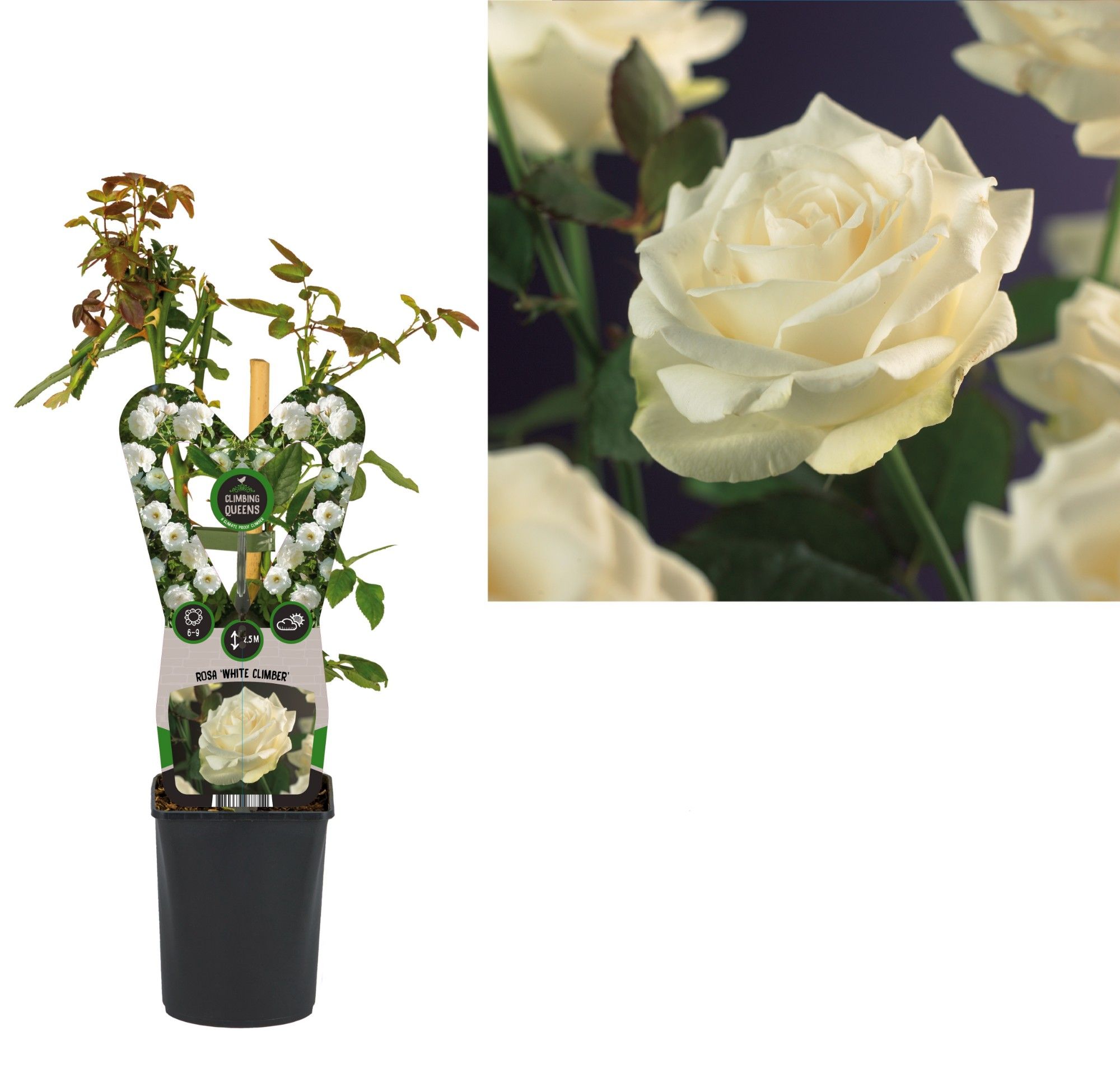 Rosa 'White Climber' +3.0 label, D 11