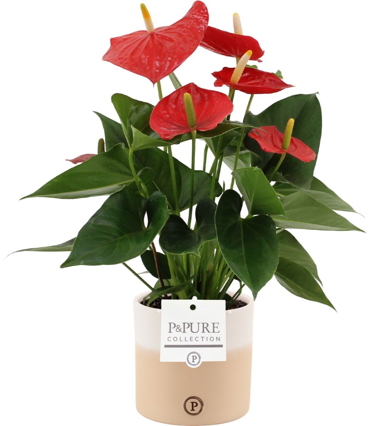 Anthurium Esudo in Pure Rosy ceramics, D 12