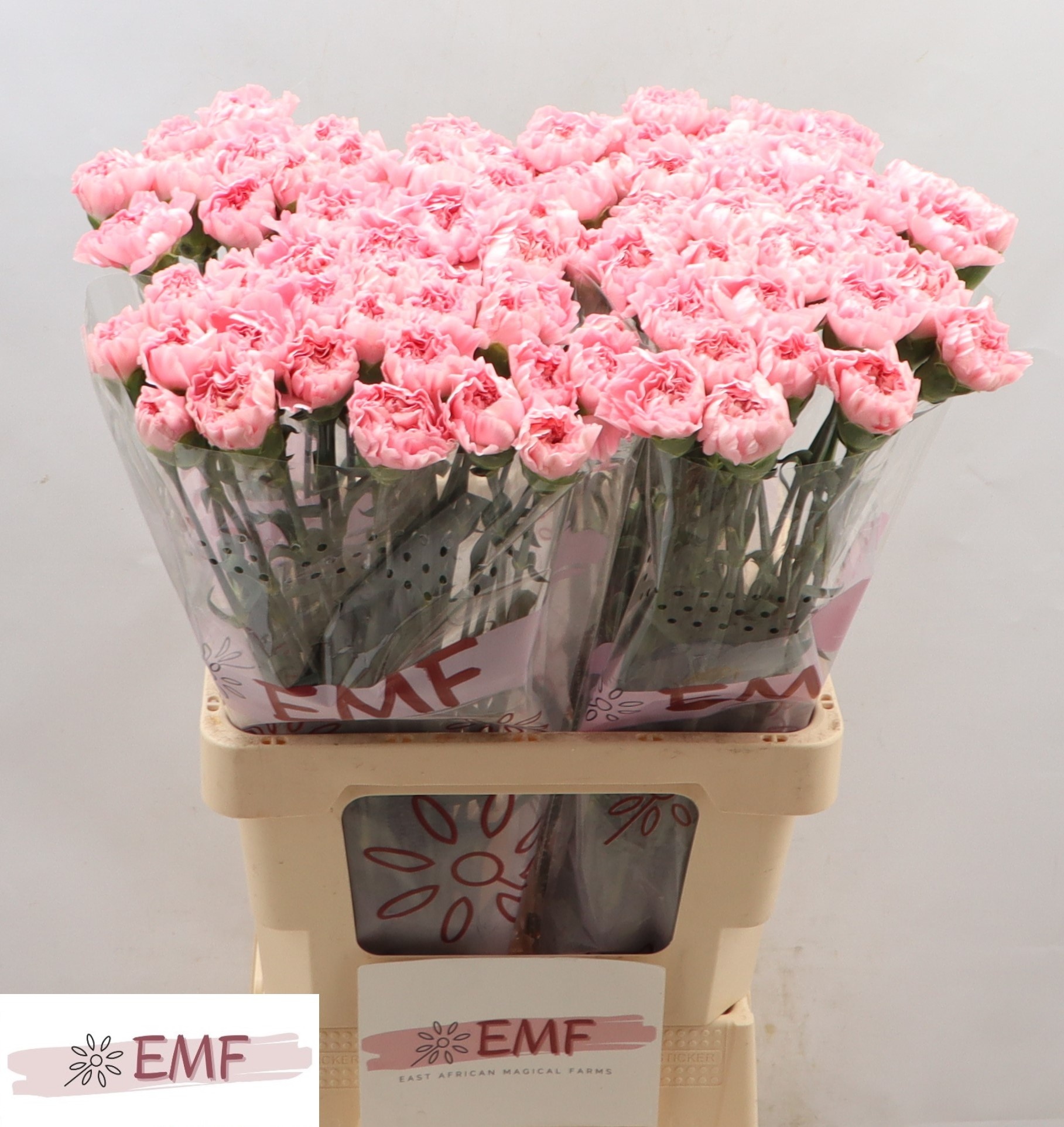 Диантус од. Джулия, шт.