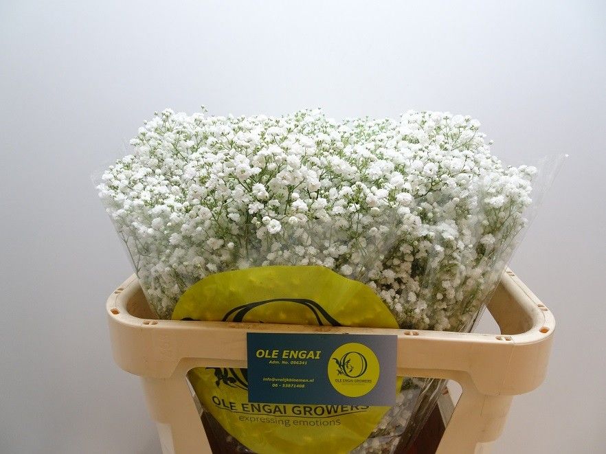 Гипсофила Экселенс 70, шт.