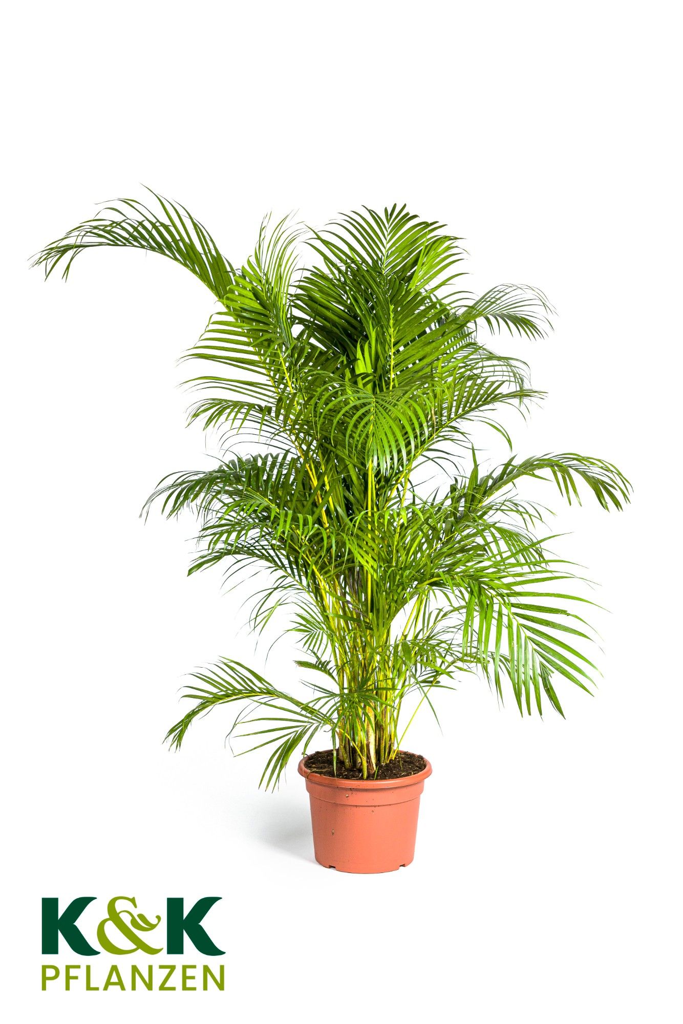 Dypsis lutescens T37, D 37