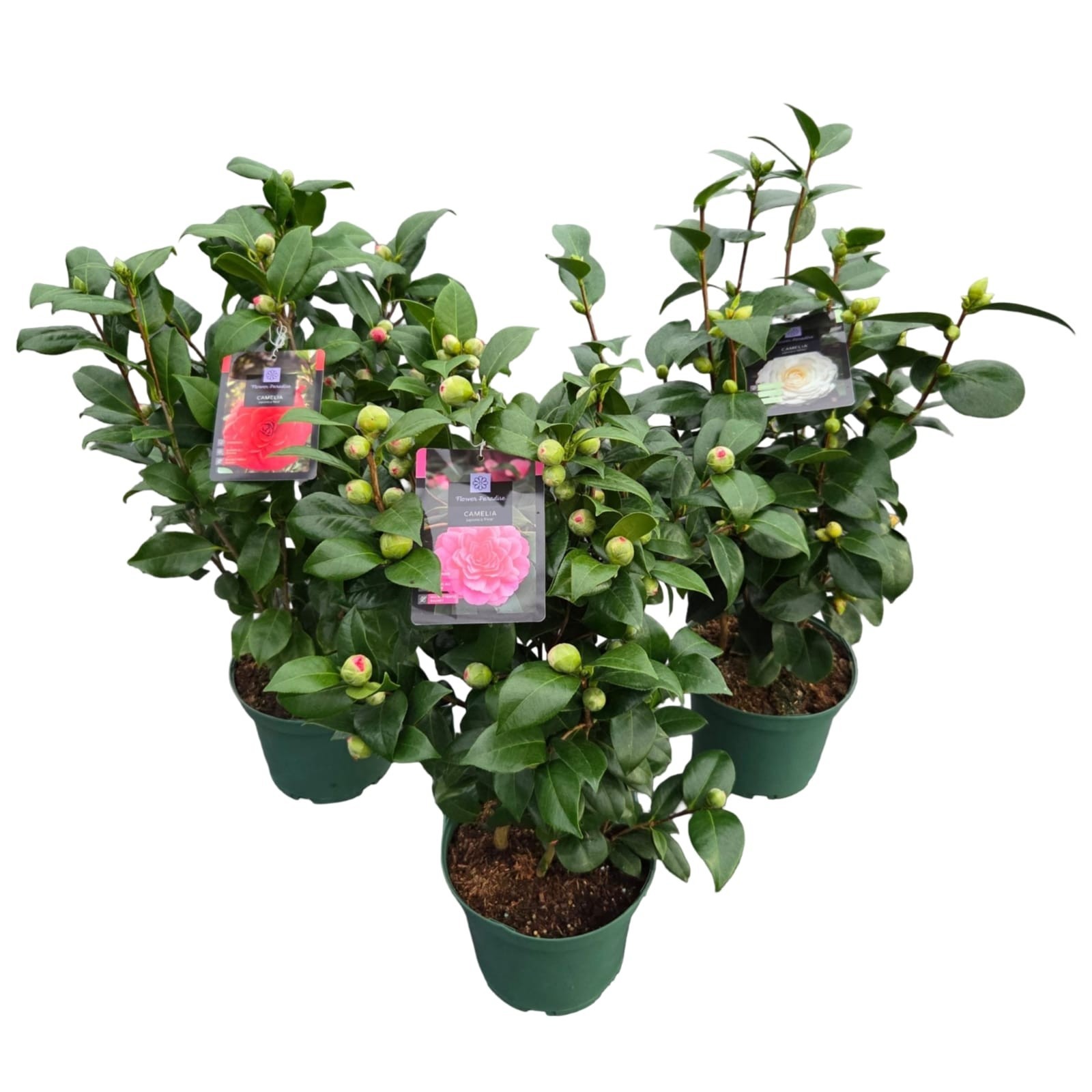 Camellia jap. 'Mix', D 23