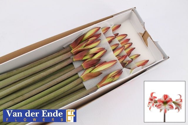 Амарилис Твинкл Стар (роз.) x18, шт.