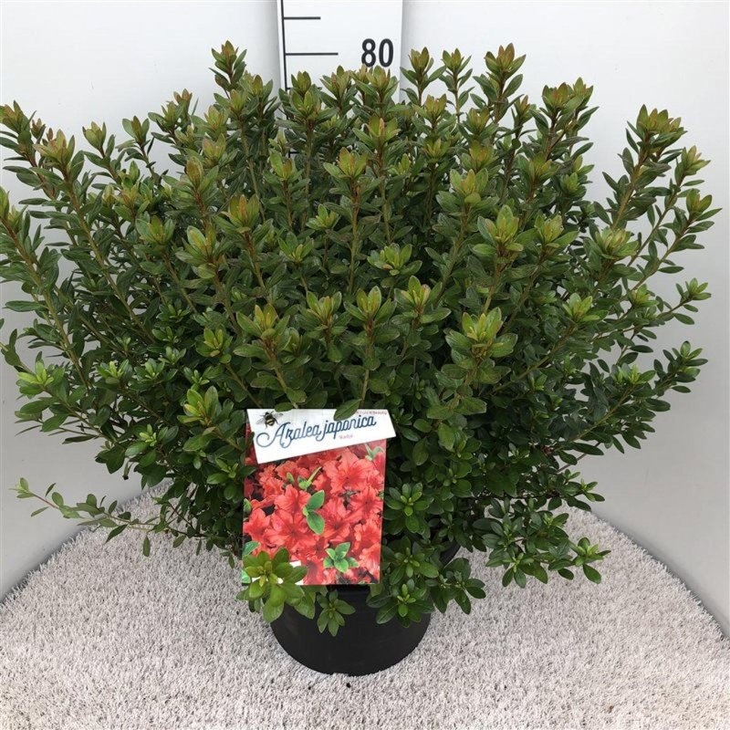 Rhododendron (AJ) 'Radja', D 40