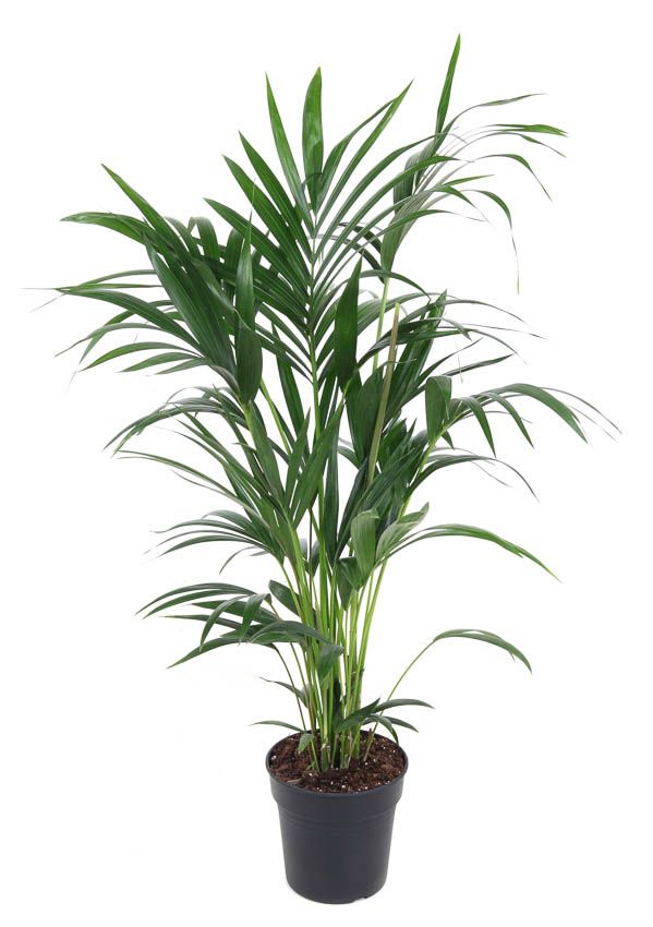 Howea Forsteriana(kentia) P21-110, D 21