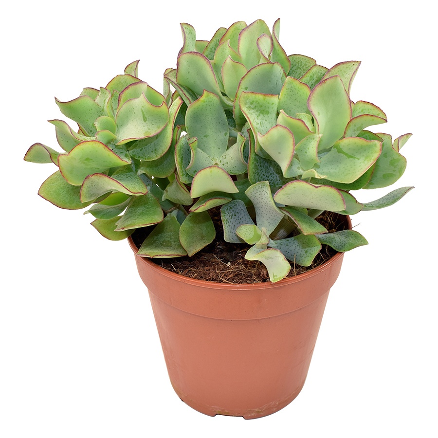 Crassula Arborescens Undilatifolia, D 12