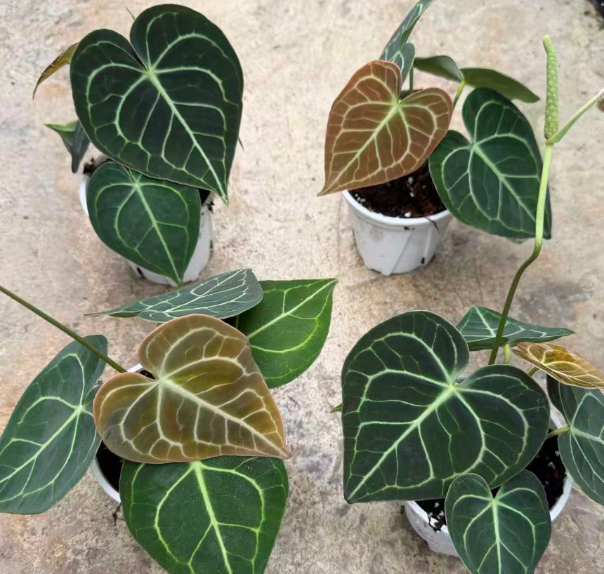 Алоказия 0.4 галлонсклеин Флауер Кандле 12 27