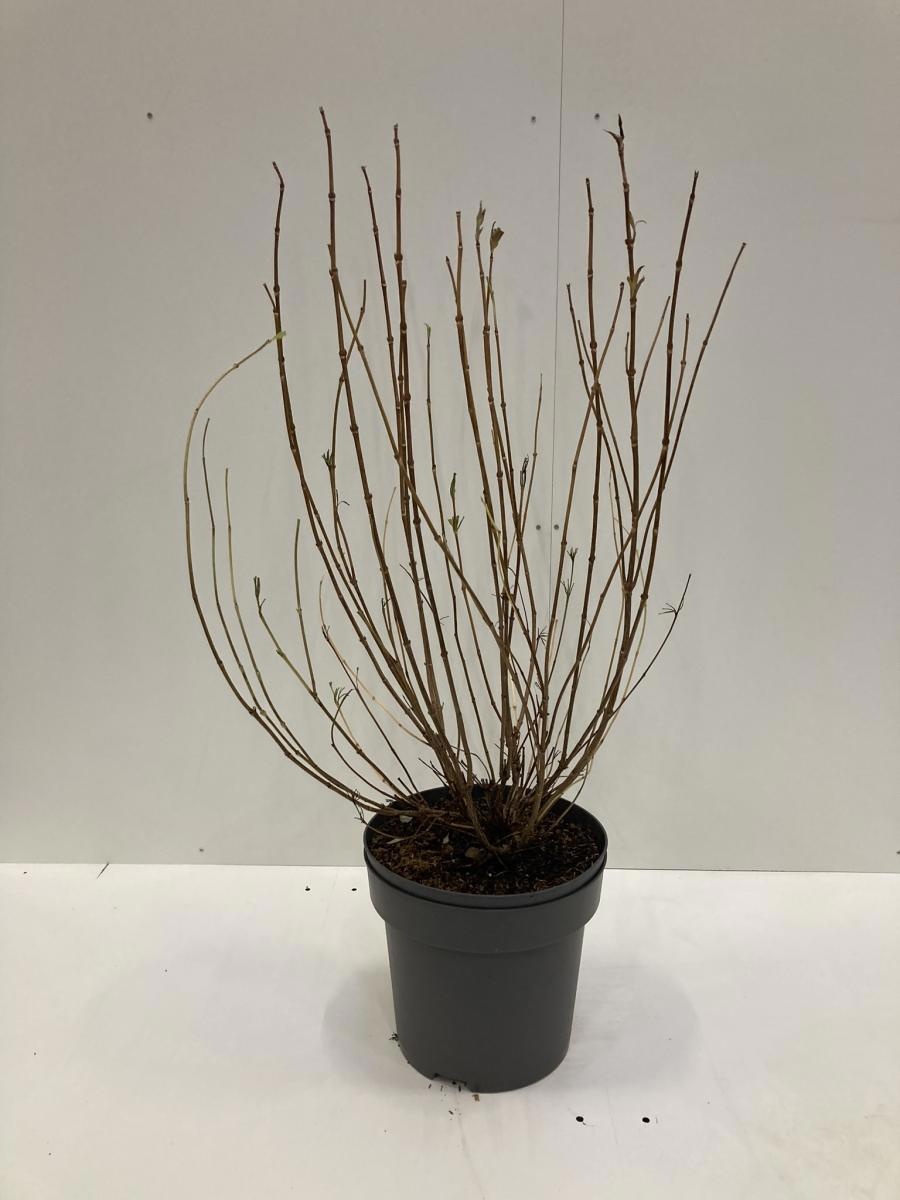 Weigela 'Red Prince', D 32