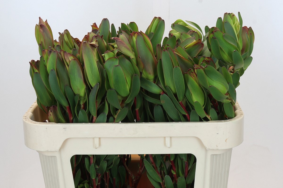 Леукадендрон Лаурел Еллоу 70, шт.