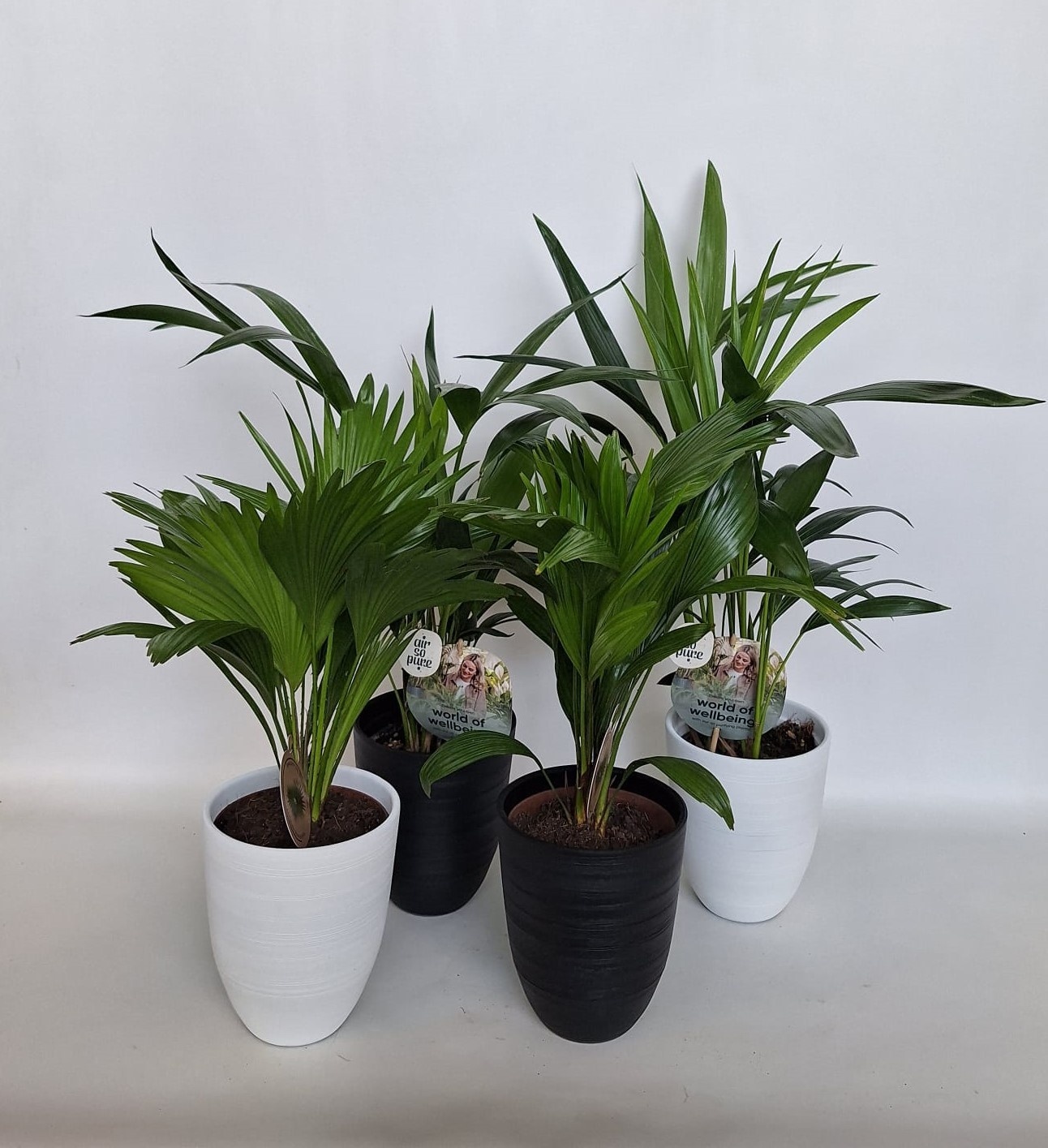 Luxe palmmix in Praag pot 15 cm zwart/wit keramiek, D 15
