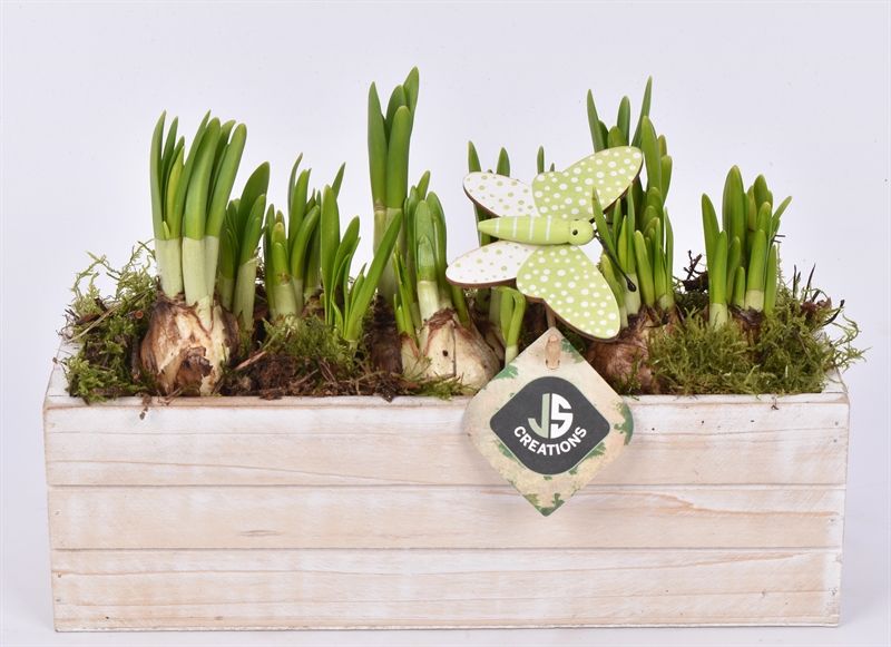 Hout rechthoek ww 27x9,5cm, D 27 cm