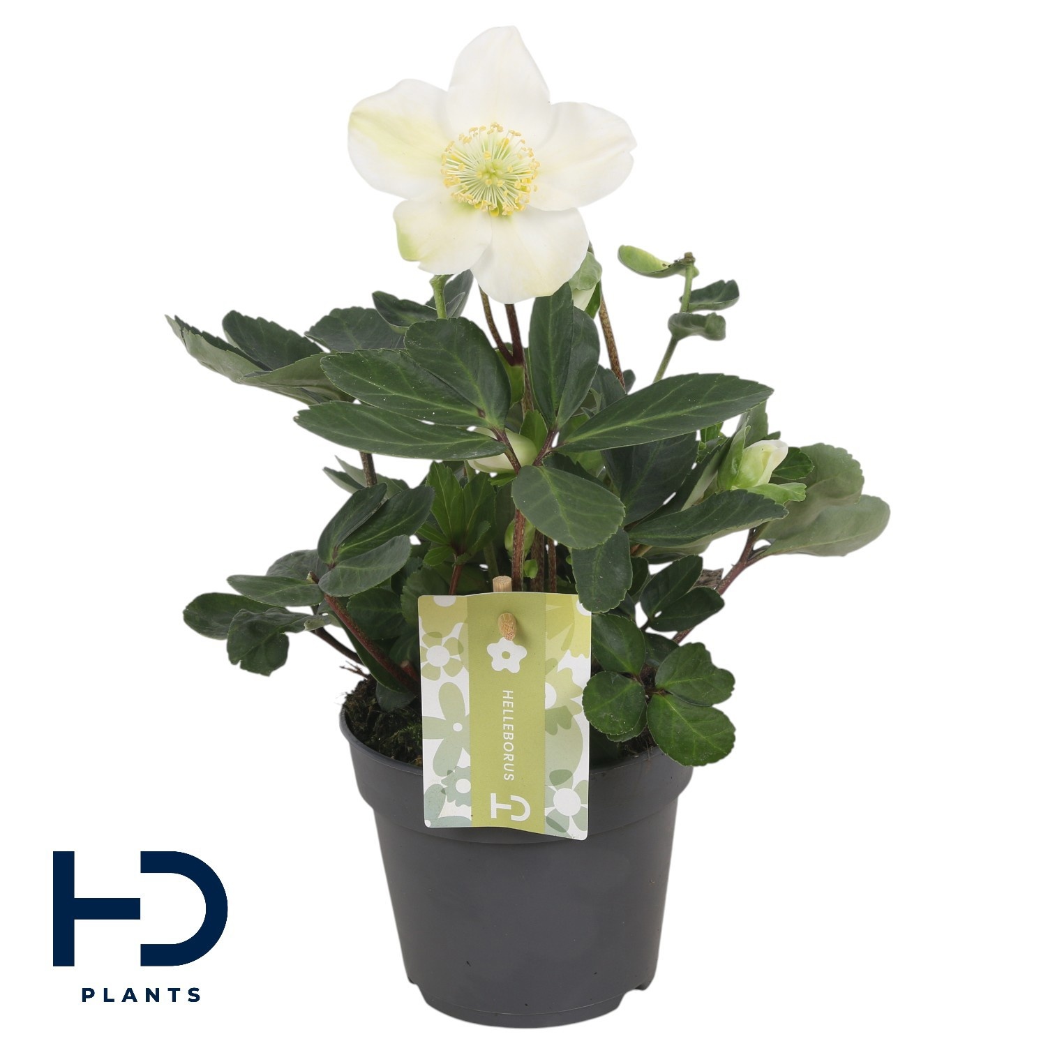Helleborus niger 'Christmas Carol' XL p12, D 12 cm