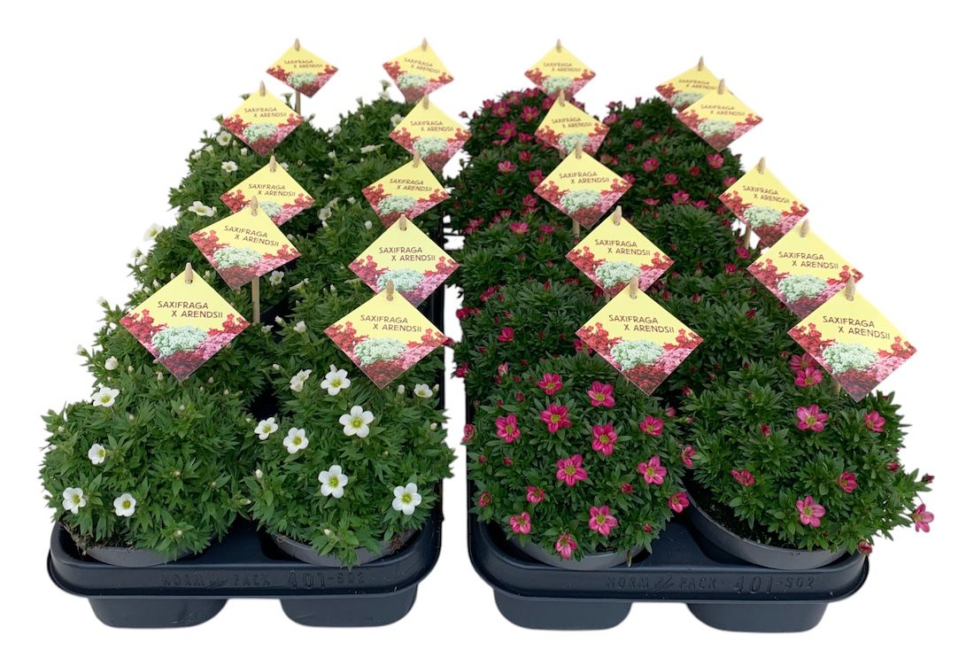 Saxifraga MixCC, D 12