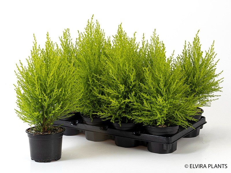 CUPRESSUS MACROCARPA 'WILMA', D 13 cm