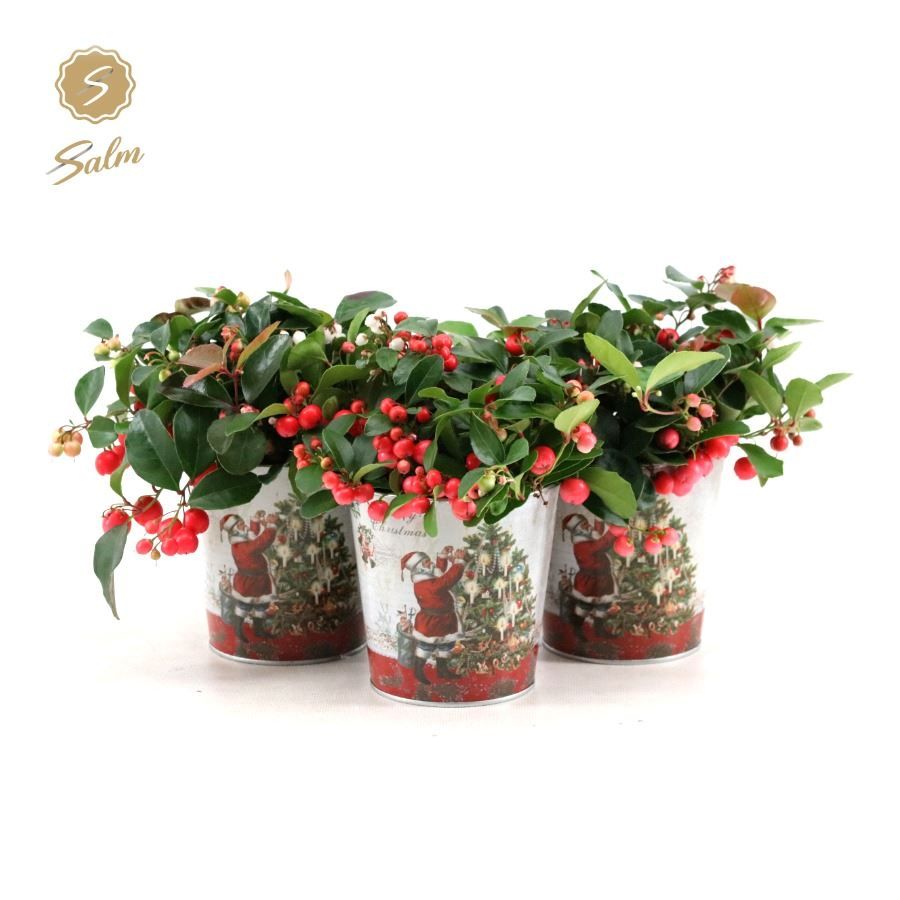 Gaultheria pr. 'Big Berry'® P10 in Zinc Santa, D 11 cm