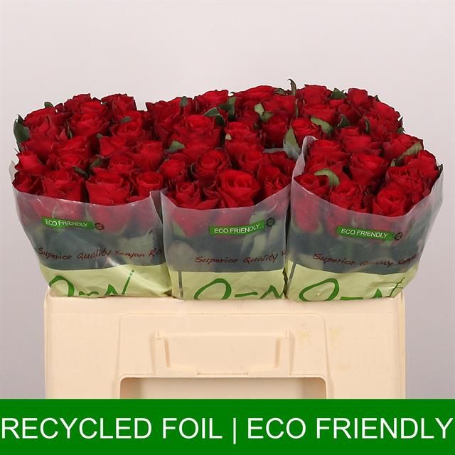 Роза од. Рэд Такази+ 50, шт.