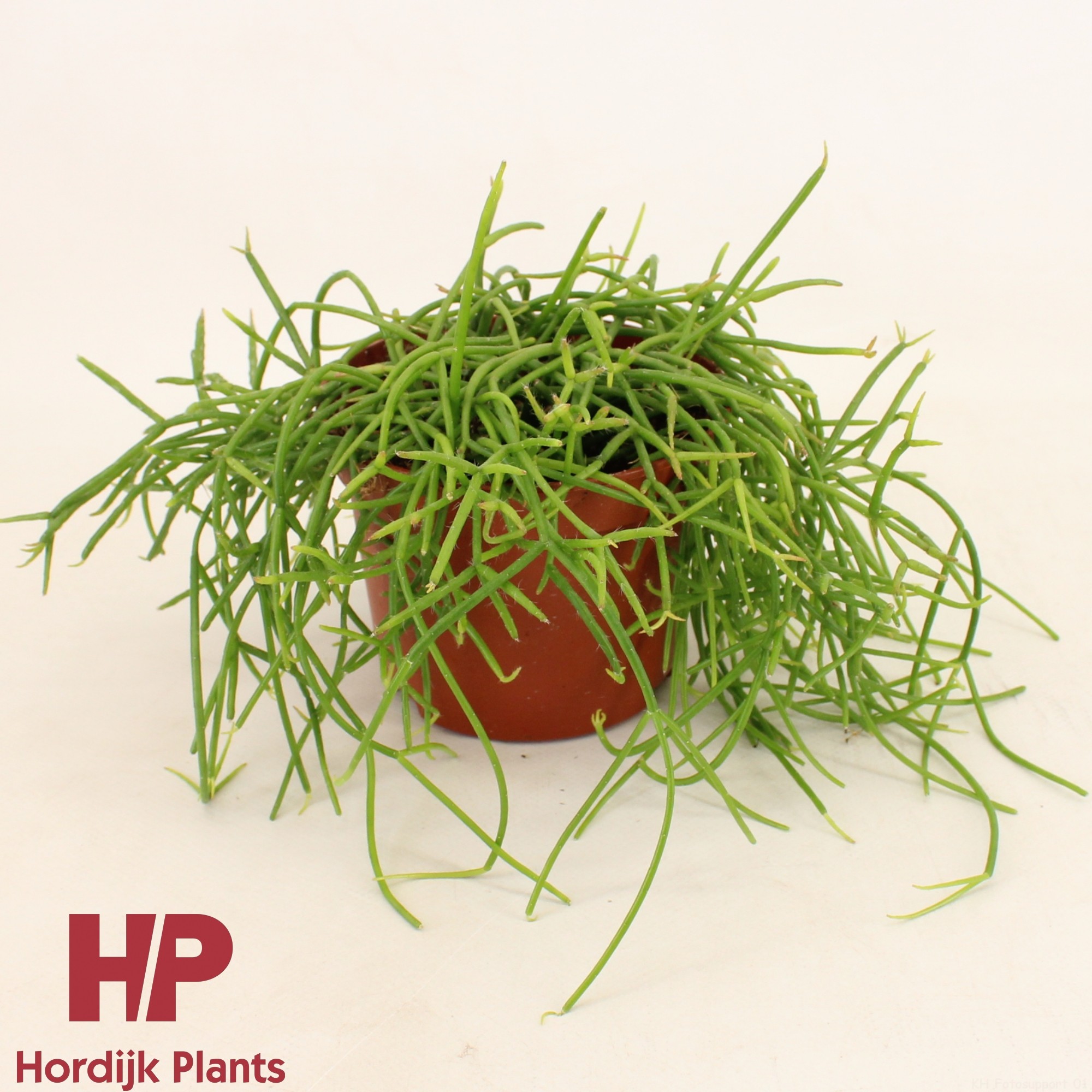 Rhipsalis shaferi 12cm, D 12