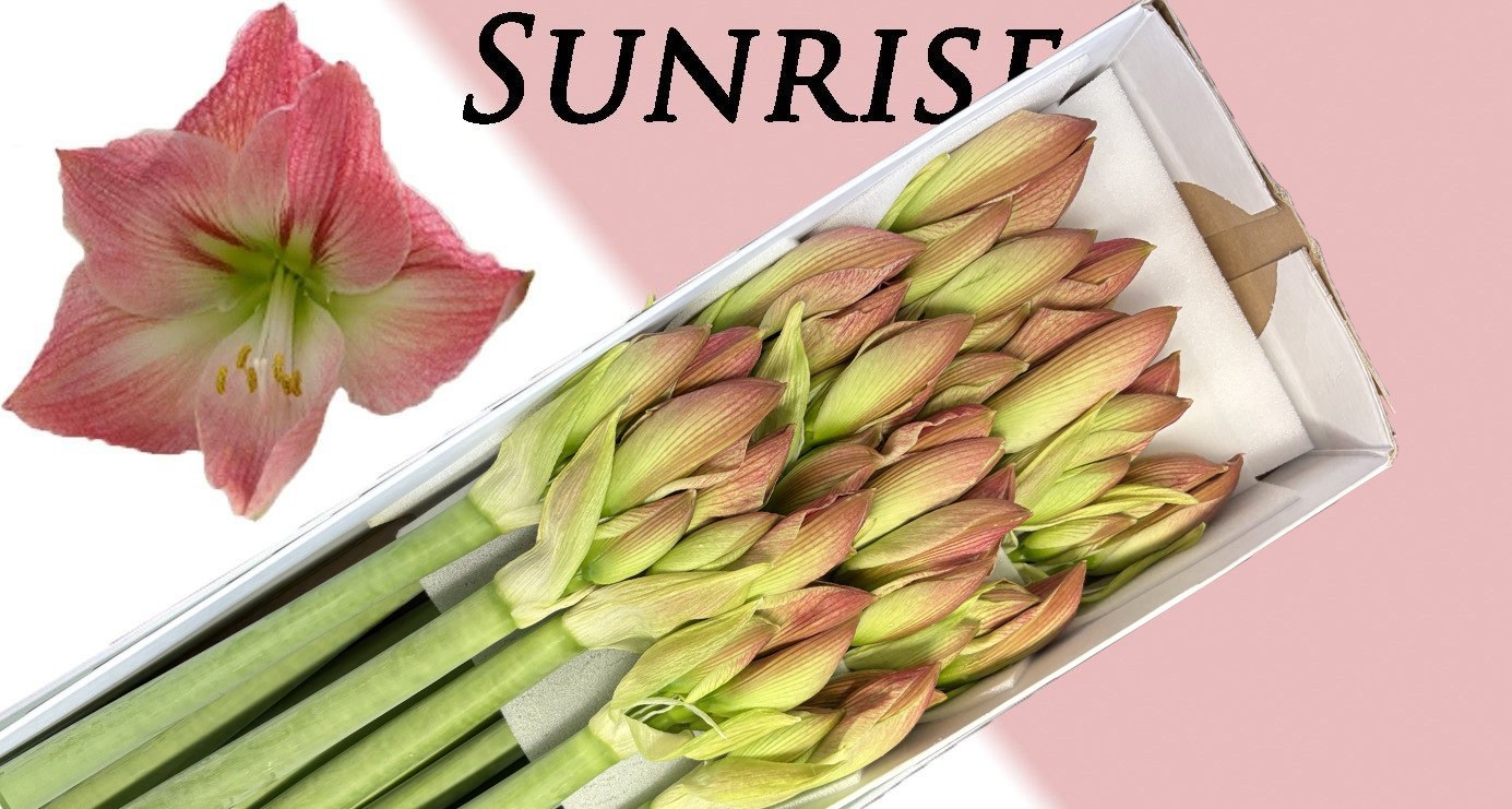 Амарилис Санрайз (светло-роз.) x15, шт.