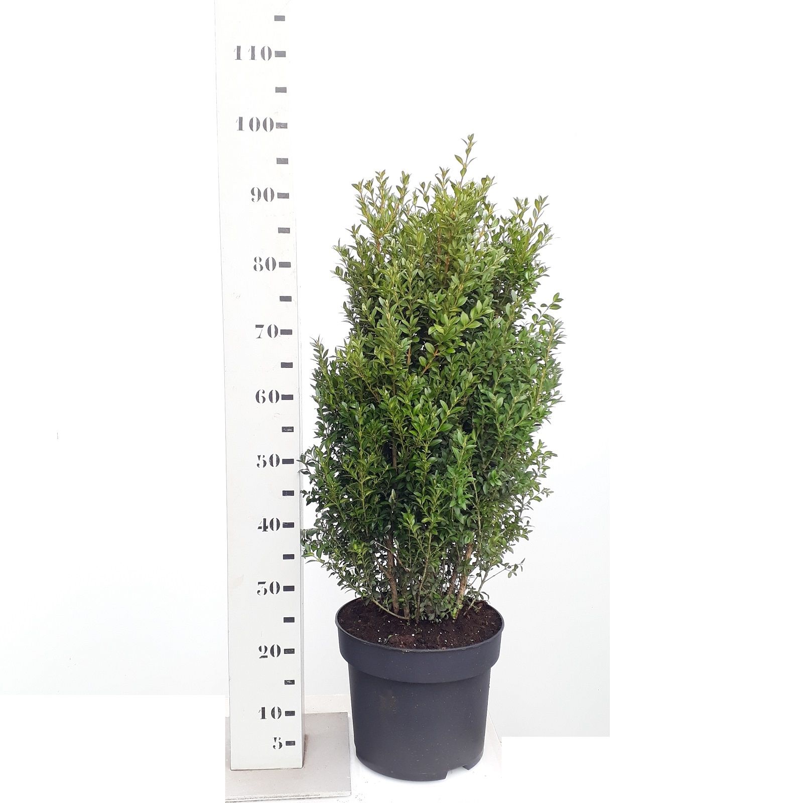 Buxus sempervirens 60-80cm struik, D 29