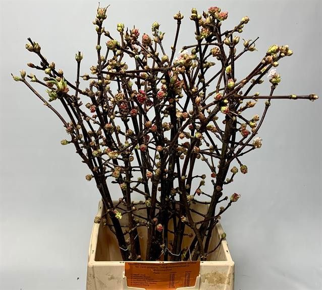 Вибурнум Чарльз Ламонт 60 (светло-роз.), шт.