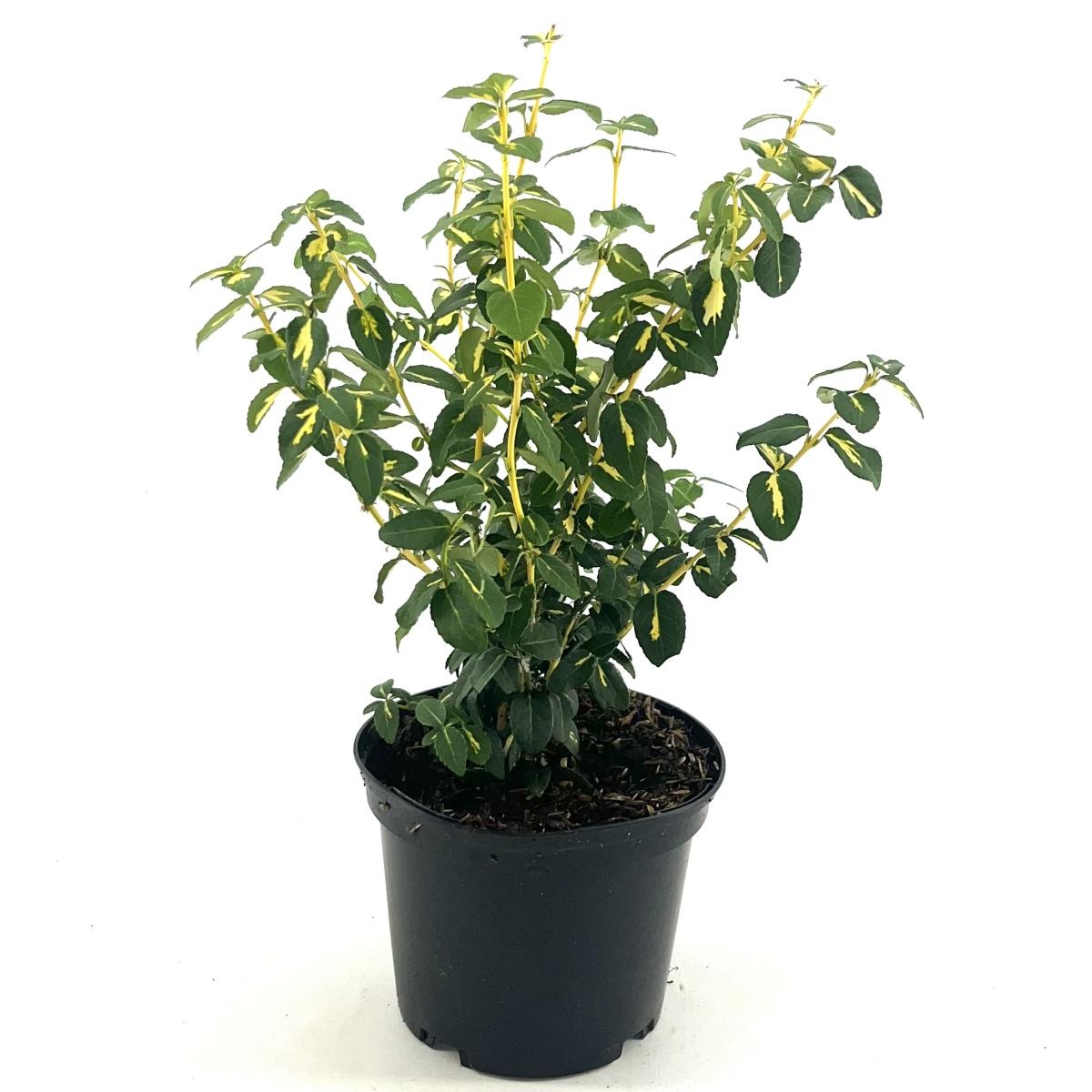 Euonymus fort. 'Sunspot', D 17