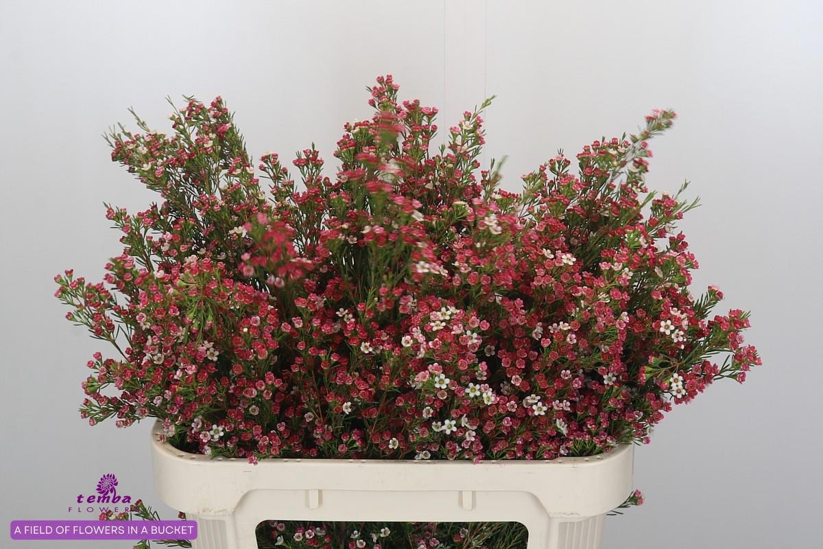 Шамелациум Май Свит Сикстин 70, шт.