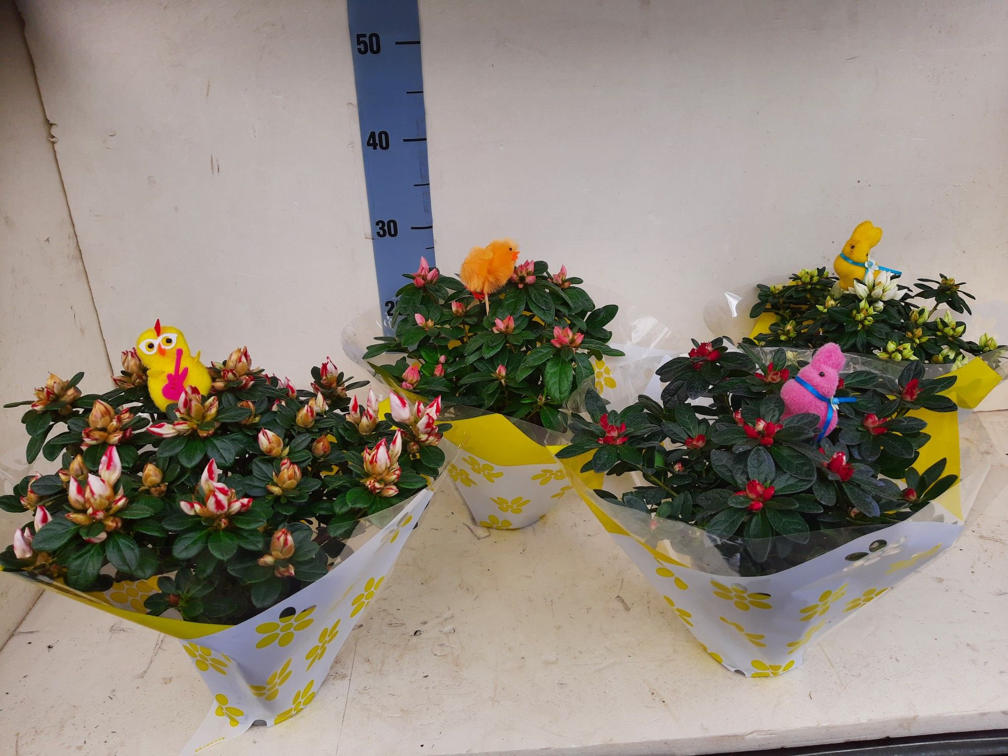 AZALEA BLOEI 25 CM PASEN, D 12