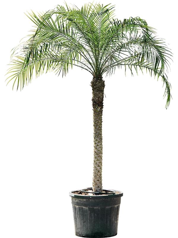 Phoenix roebelenii, D 61