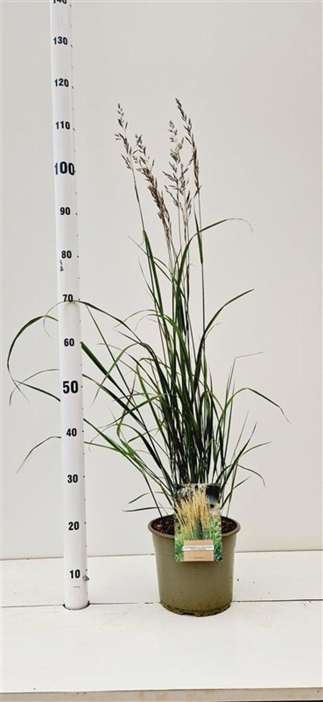 Calamagrostis acutiflora 'Karl Foerster', D 21 cm