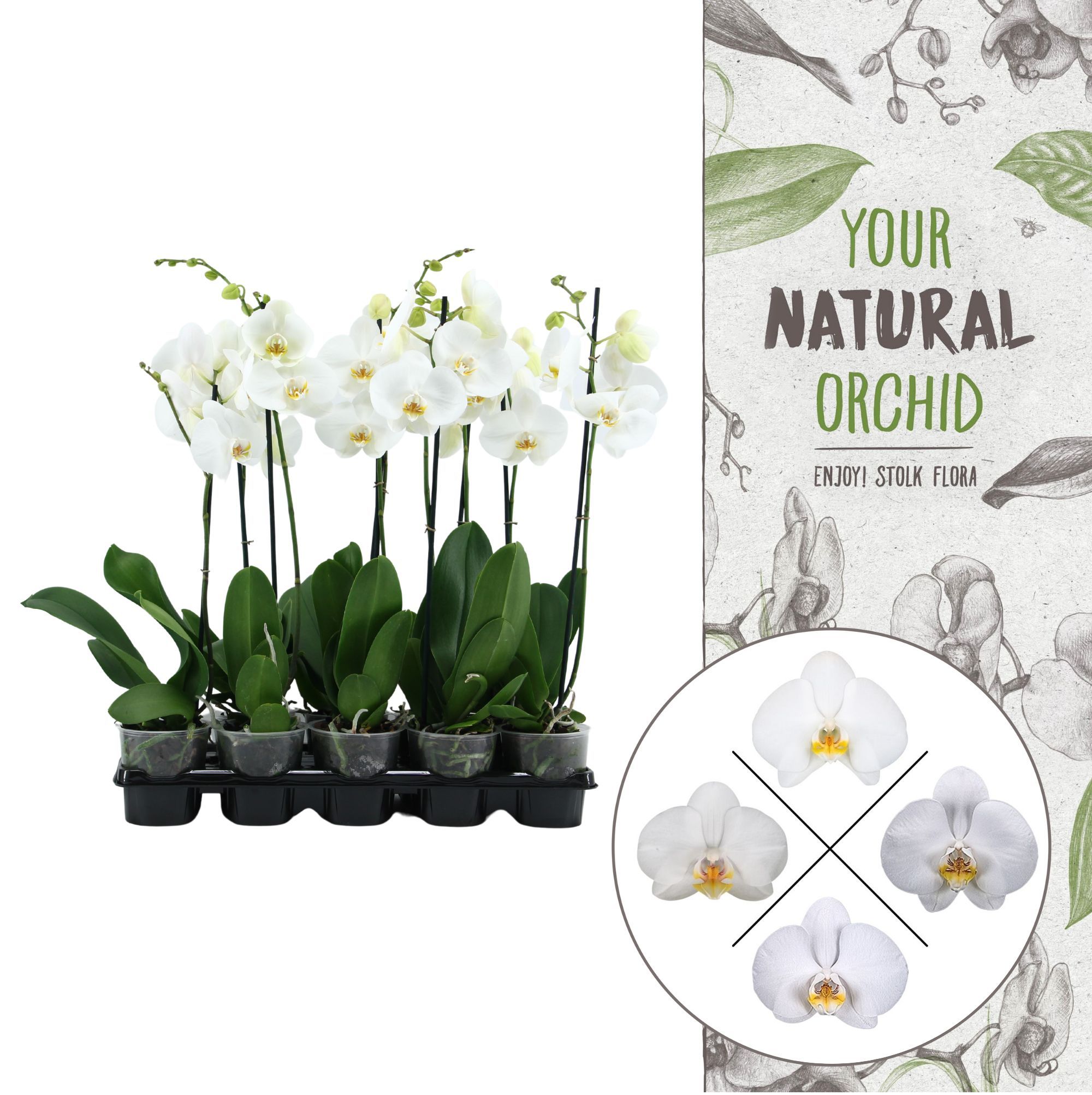 Your Natural Orchid | White 60cm | Phalaenopsis 1 spike, D 12